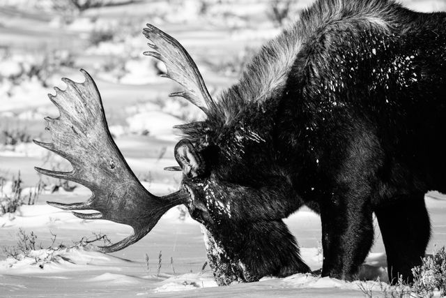 A bull moose with rather large antlers, seen from his side as he's rumaging with his nose in the snow-covered sagebrush.