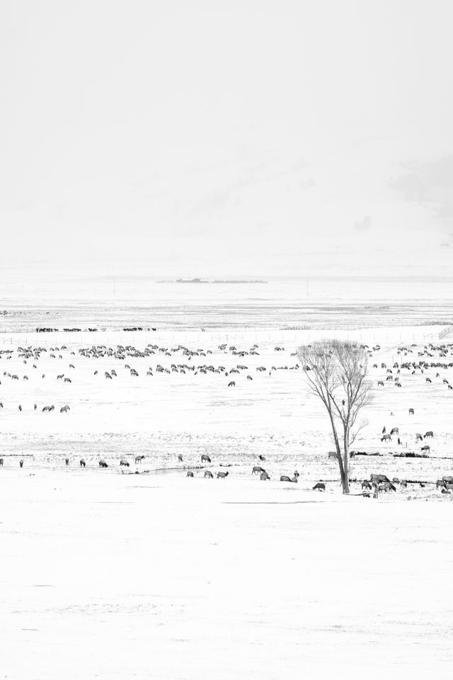 The snow-covered National Elk Refuge, with a snowstorm receding into the background.