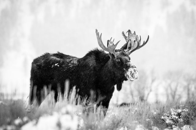 A bull moose standing among the sagebrush during snowfall. His snout is covered in snow.