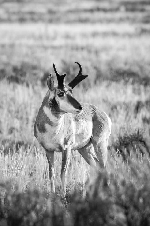 A pronghorn buck standing on a field of sage brush.