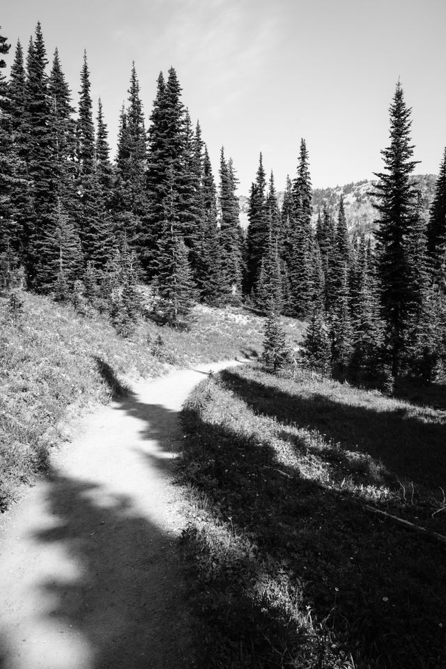 The Wonderland Trail covered in tree shadows, at Mount Rainier National Park.