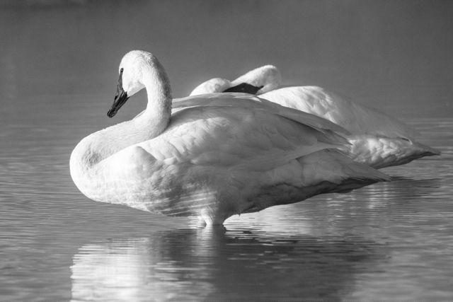 Two trumpeter swan sitting on a misty warm spring.