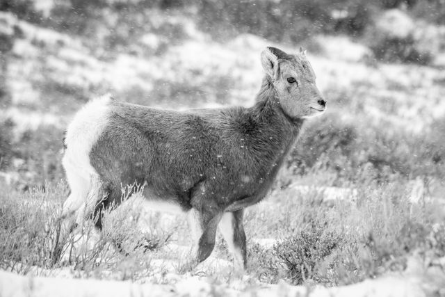 A bighorn lamb walking on snow-covered sagebrush during snowfall.