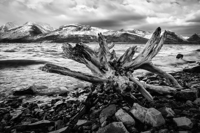 A big piece of driftwood on the shore of Jackson Lake.