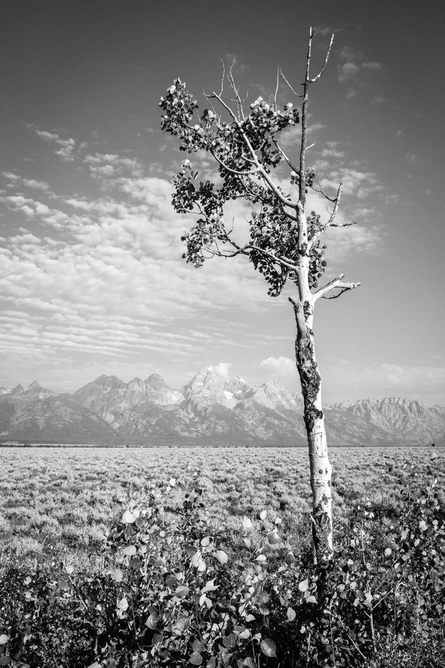 A small tree in Antelope Flats, with the Teton range in the background.