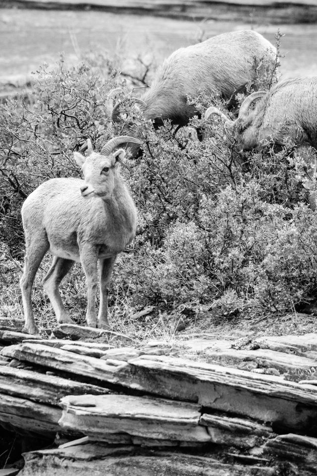 Three desert bighorn sheep eating from a shrub growing on a sandstone hillside.