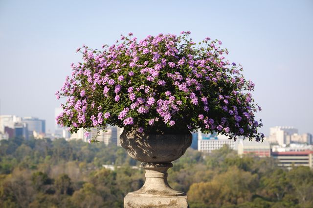 Flowers on the Chapultepec Castle.