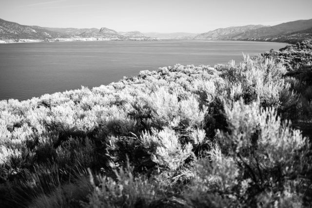 Okanagan Lake, with a brush-covered hillside in the foreground. In the background, there are mountains and a clear sky.