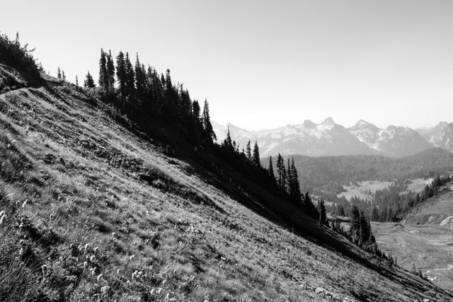 A line of trees seen from the switchbacks of the Golden Gate Trail in Mount Rainier National Park.