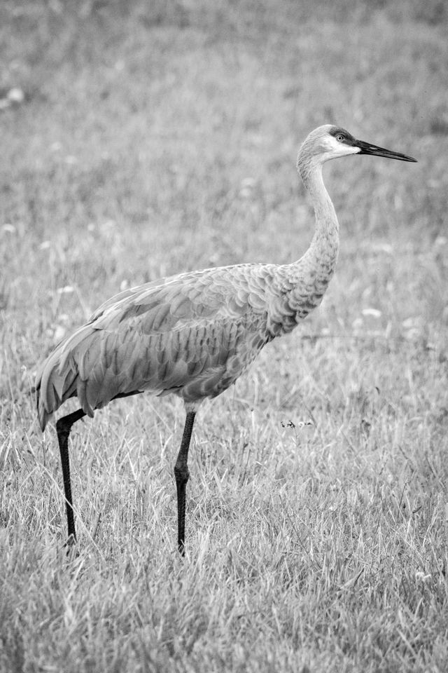 A sandhill crane, standing on grass.