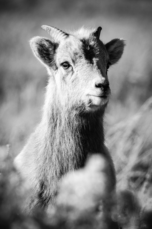 A portrait of a young bighorn lamb, standing in a field of sagebrush, looking towards the camera.