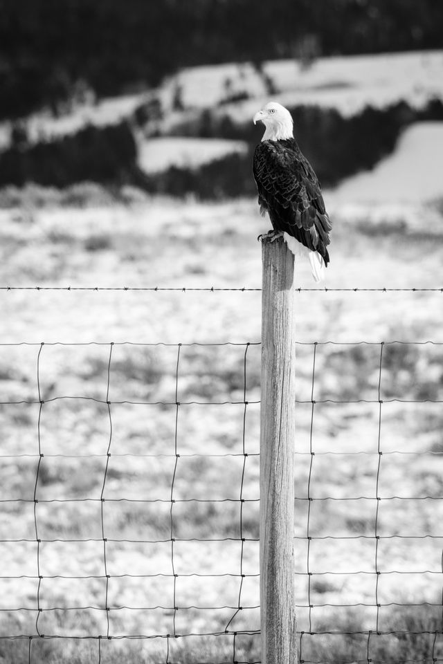 A bald eagle perched on a fence post separating Grand Teton National Park from the National Elk Refuge.