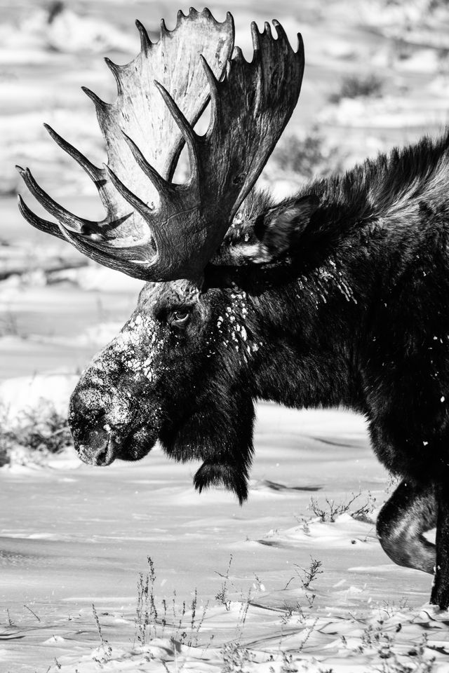 A bull moose with rather large antlers, walking in deep snow. His nose is covered in snow.