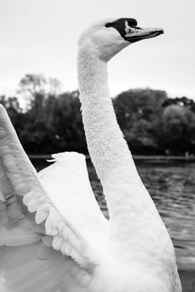 A beautiful swan spreading its wings.