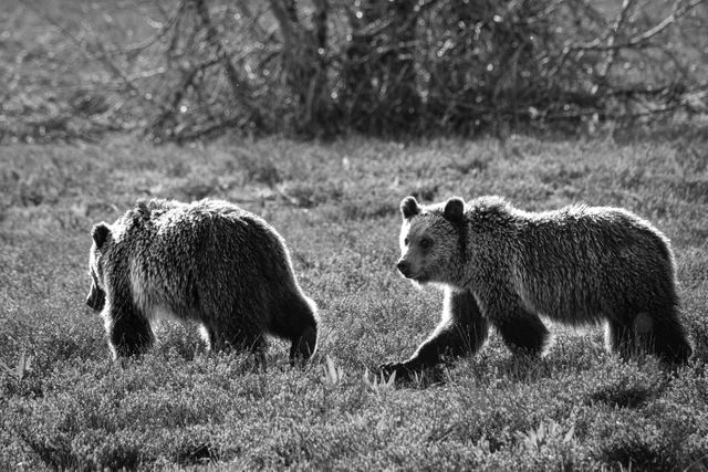 Two juvenile grizzly bears walking among the brush; the one in the back is looking towards the camera.