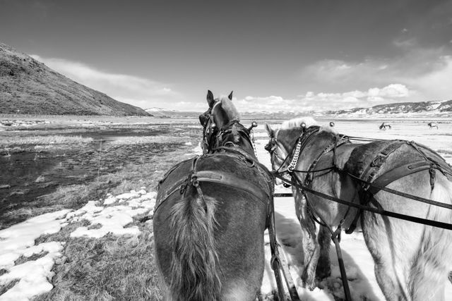 "Tom" and "Selleck", the horses pulling a wagon through the National Elk Refuge.