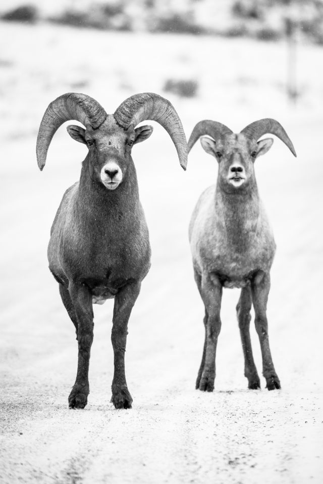 Two bighorn sheep ram standing side by side on a snow-covered dirt road, looking towards the camera.