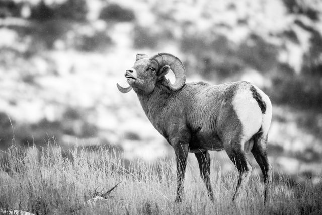 A bighorn ram standing among some brush, in snowfall. He's looking to his side, towards his camera, while displaying the flehmen response, with his upper lip raised, baring his teeth.