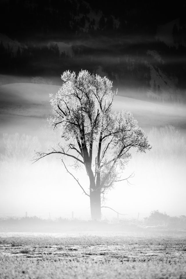 A tree covered in hoarfrost, surrounded by morning fog next to a wire fence. In the background, a wooded, snow-covered hill is visible through the fog.