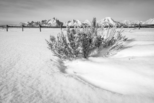 Ice-covered sagebrush growing in wind-swept snow at Elk Ranch Flats. In the background, a wooden cattle fence, and further back, the Teton Range.