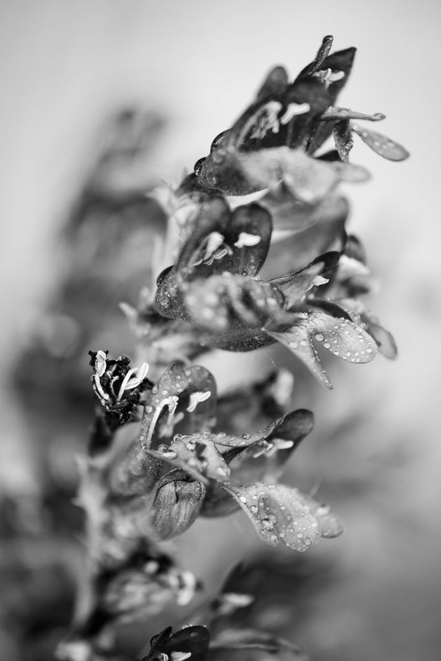 A macro photograph of a penstemon.