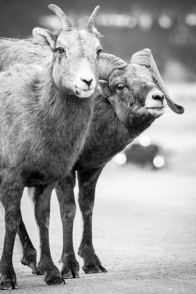 A bighorn ewe and ram standing on a dirt road, looking towards the camera. The ram is in the background, with an intense look on his face.