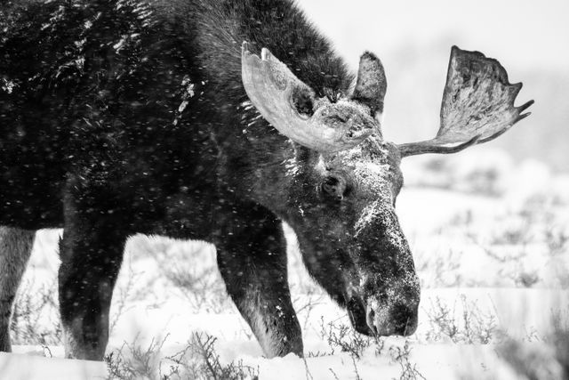 A bull moose browsing on plans in the snow, during snowfall. His face and head are covered in snow.