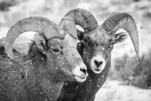 Two bighorn rams standing side by side during snowfall. The one on the right is looking in the direction of the camera.