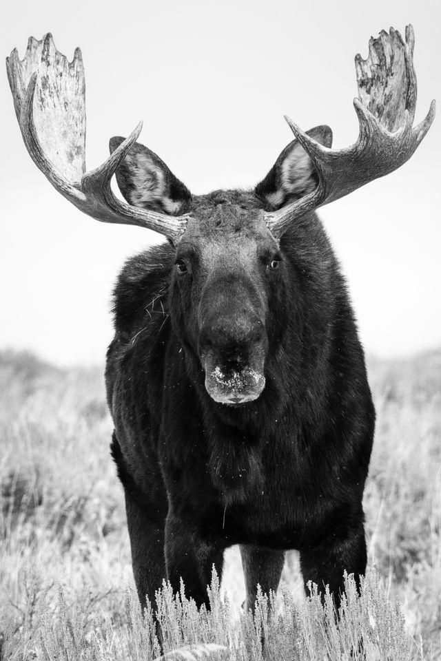 A straight-on photo of a standing bull moose in the brush at Antelope Flats, Grand Teton National Park.