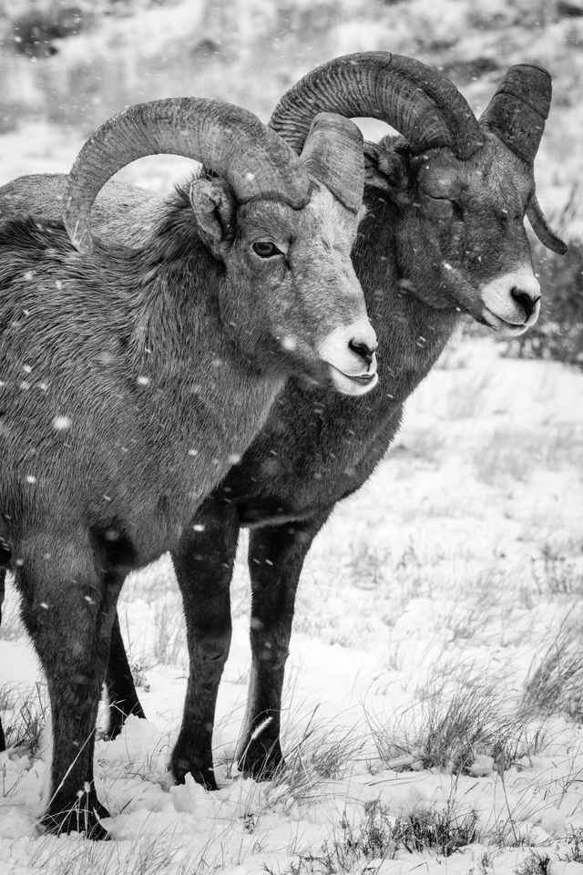 Two bighorn rams standing side by side during snowfall. The one on the right has his eyes closed.