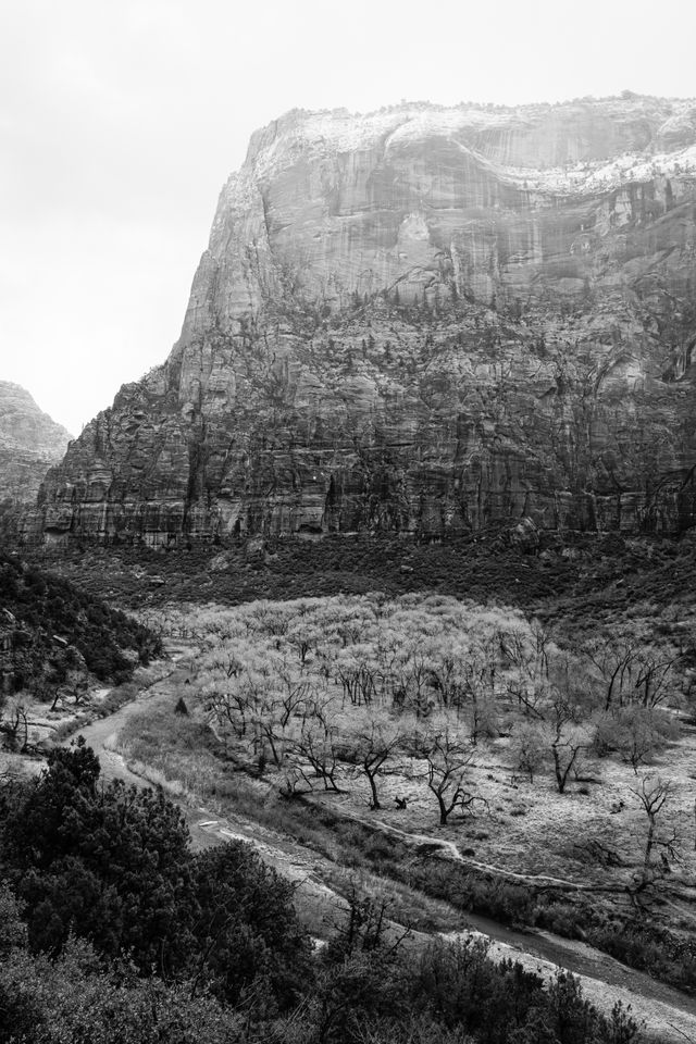 The valley floor of Zion National Park. In the background, the Great White Throne can be seen; and in the foreground, bare cottonwood trees next to the Virgin River.