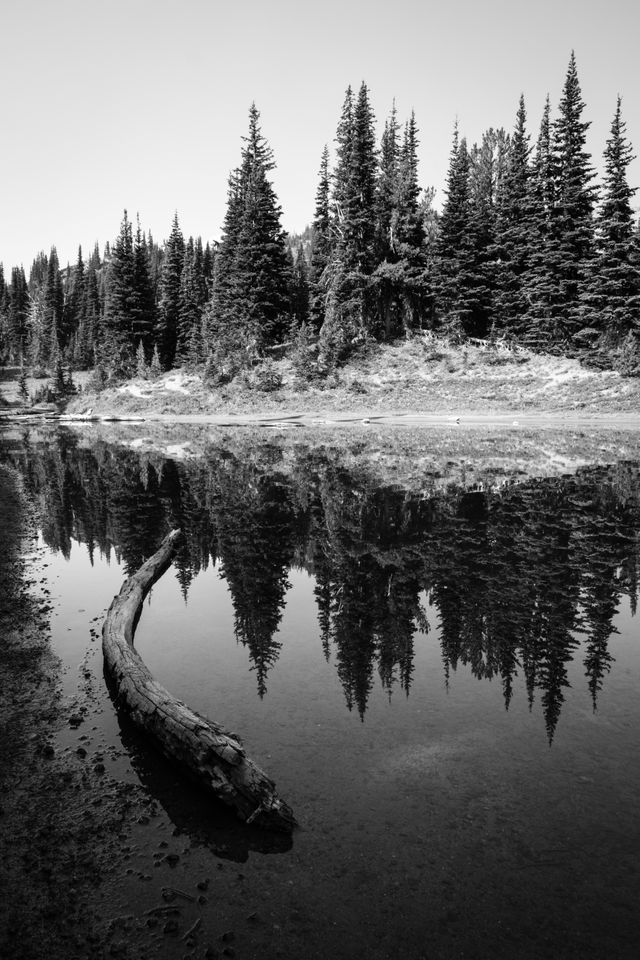 A log on the shore of Shadow Lake, with trees reflected off its surface.