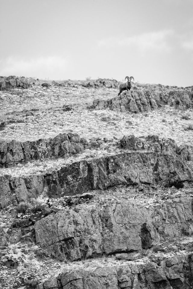 A bighorn ram standing on a rocky outcropping at the top of Millers Butte in the National Elk Refuge.