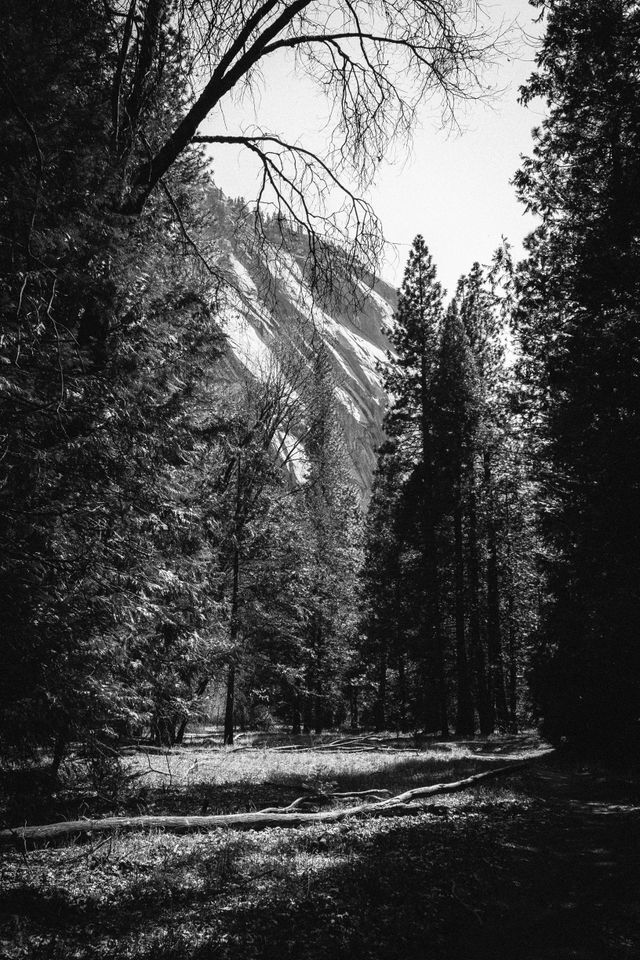 Trees at Yosemite Valley.