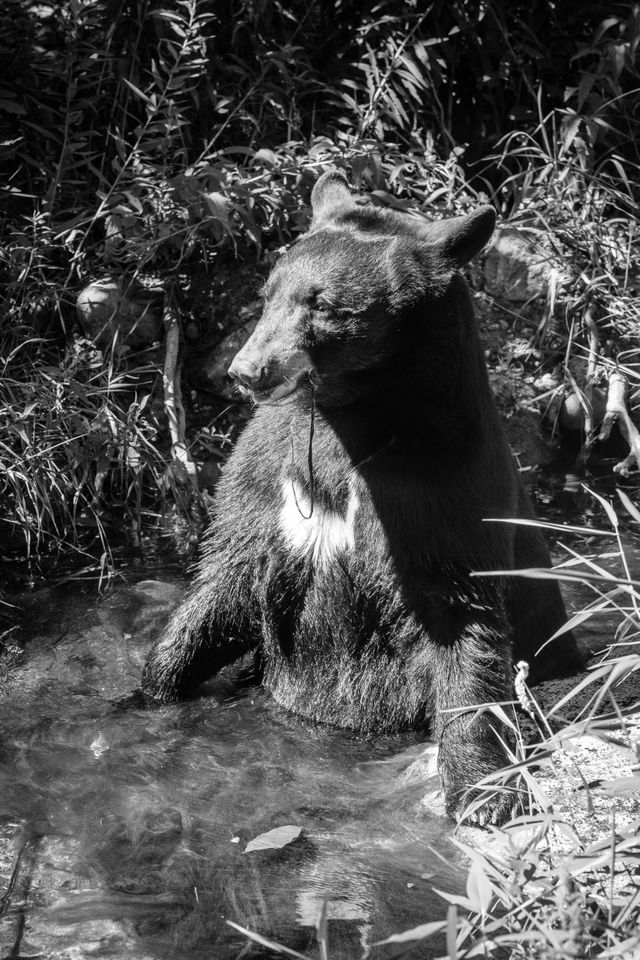 Birch, a black bear at the Lincoln Park Zoo.