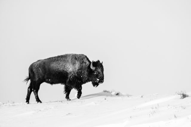 A bison walking along the top of a snow-covered hill.