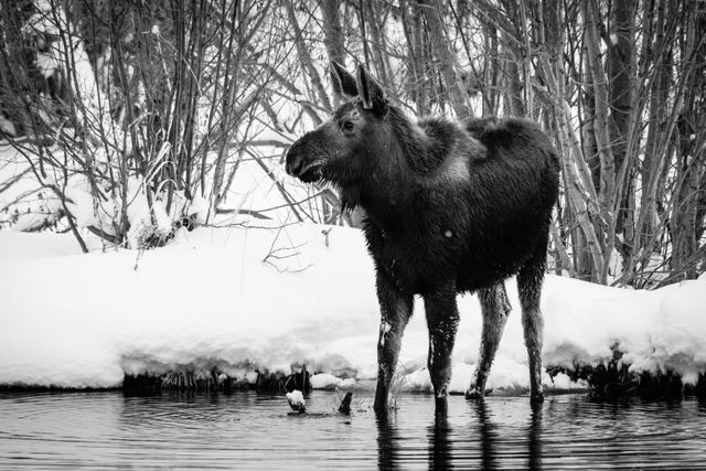 A young moose with wet fur standing in a pond.