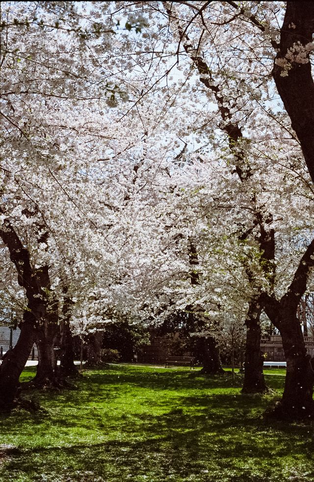 Cherry blossoms at Lower Senate Park.