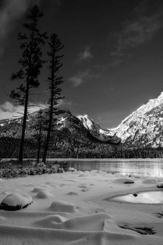 Logs and rocks covered in snow on the shore of a frozen Taggart Lake. On the left side, three lodgepole pine trees on the shore. In the background, Mount Wister and Avalanche Canyon.