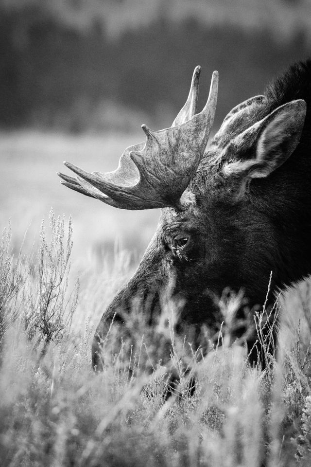 A close-up of a bull moose with small antlers, heads down browsing in the sagebrush.