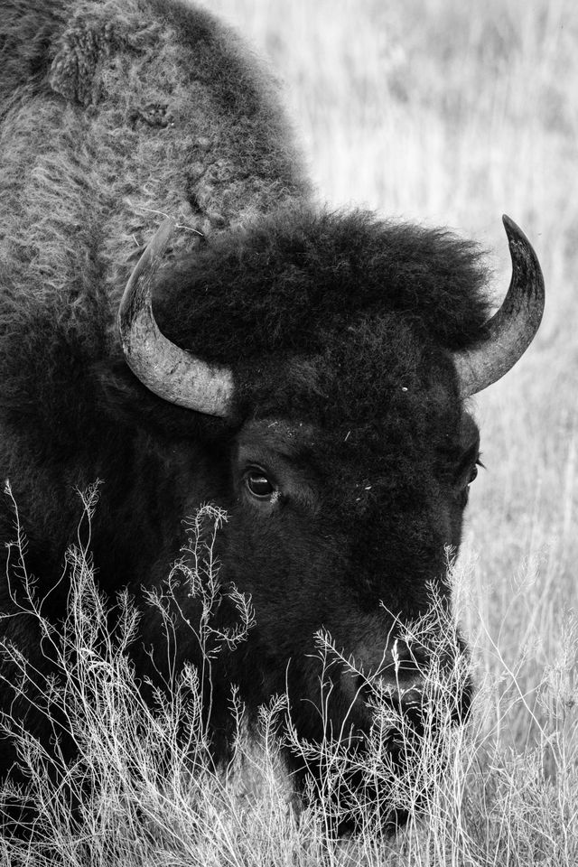 A bison hiding behind some grasses at the Elk Ranch in Grand Teton National Park.