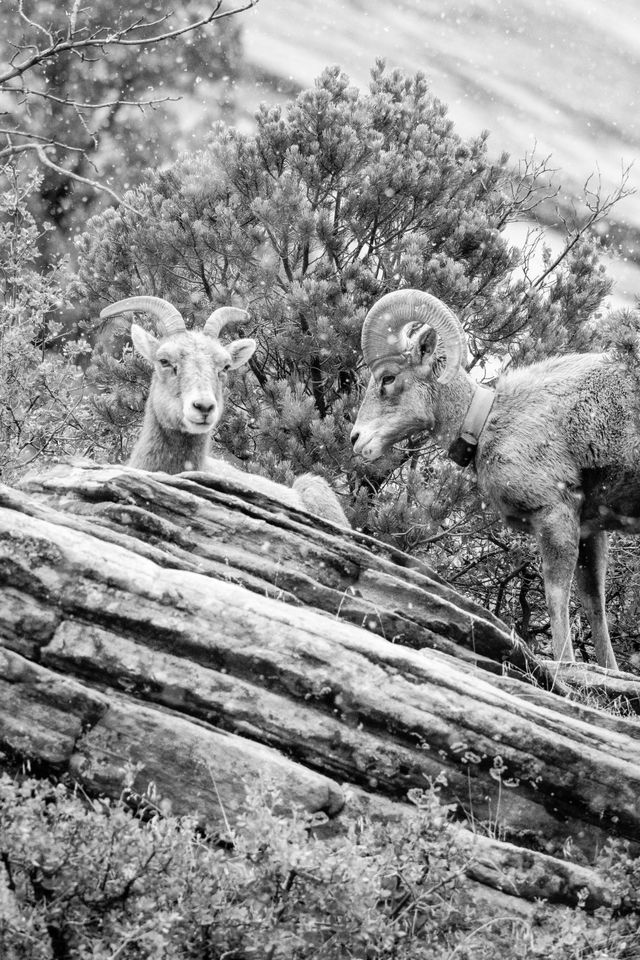 Two bighorn sheep on a rock during snowfall.