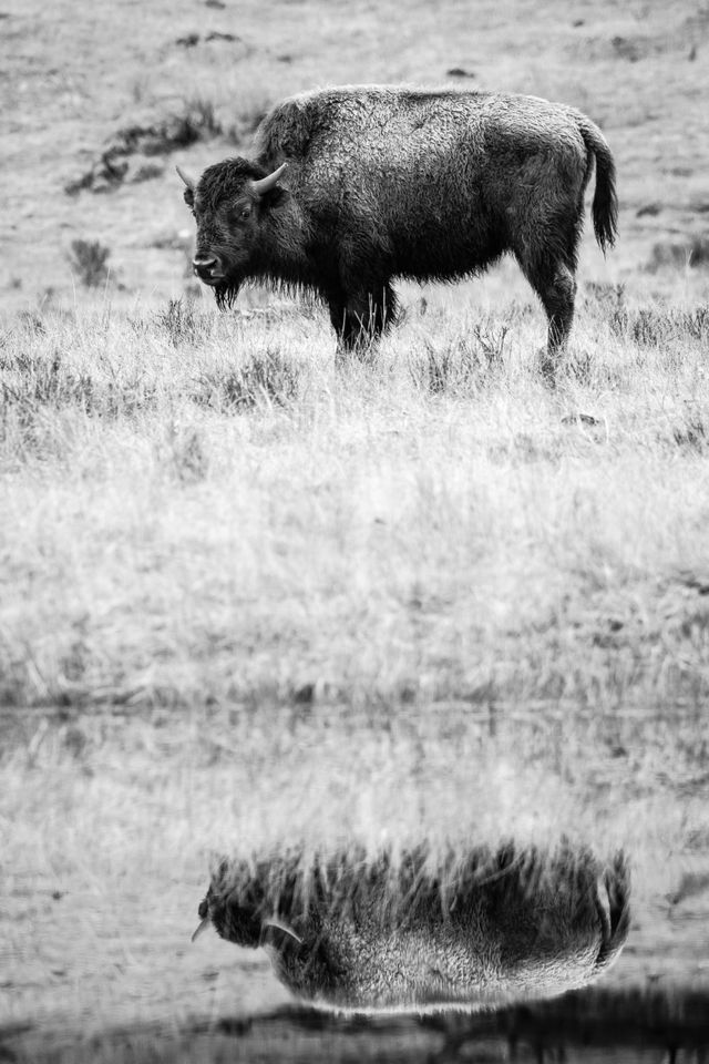 A bison, standing while looking to the left, and reflected off a nearby pond.