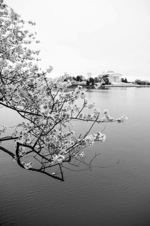 A branch from a blossoming cherry tree hanging over the Tidal Basin, with the Jefferson Memorial in the background.