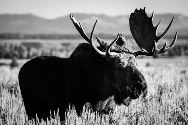 A bull moose with huge antlers, standing in a field of sagebrush, looking towards his side. In the background, a line of trees in front of the Teton range.