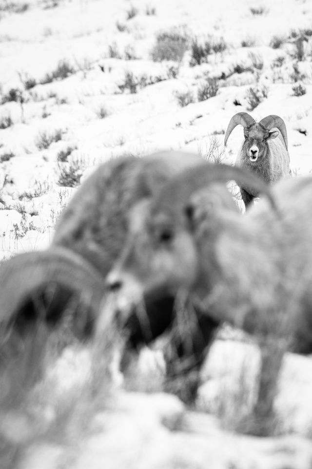 A bighorn sheep ram munching on some grasses, looking towards two other rams in the foreground, out of focus.