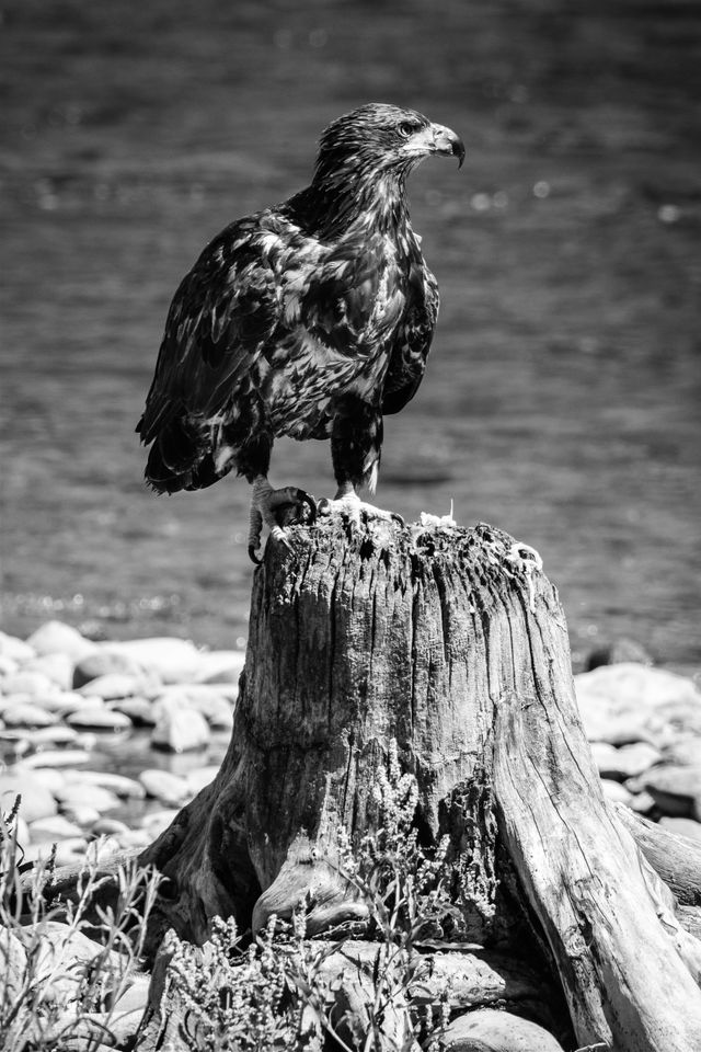 A juvenile bald eagle perched on a tree stump. In the background, the Snake River.