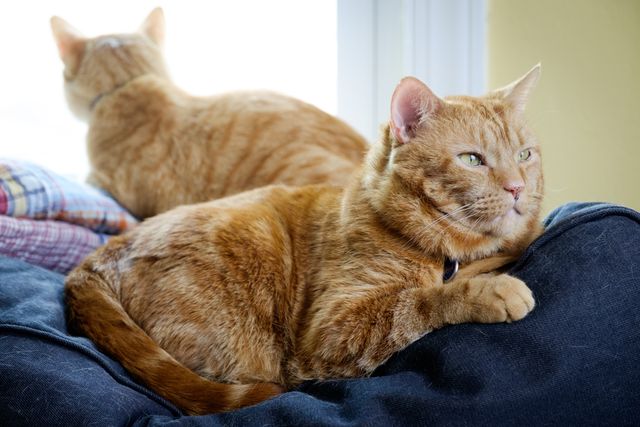 Rusty, sitting on the couch while Gus Gus looks out the window.