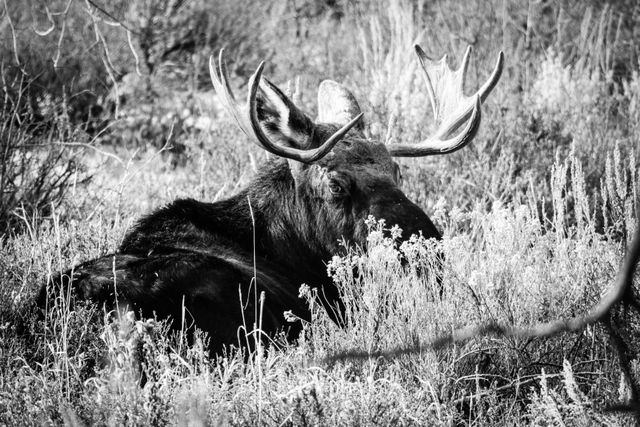 A bull moose laying down in thick brush, looking roughly in the direction of the camera.