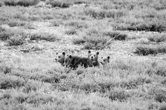 Four grizzly bear cubs sitting behind some sage brush.